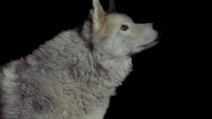 Кадр из фильма Время волка / Time of the Wolf (2002)