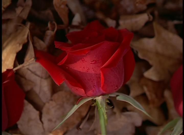 Кадр из фильма Особняк «Красная роза» / Rose Red (2002)