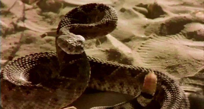 Кадр из фильма Гремучие змеи / Venomous (2001)