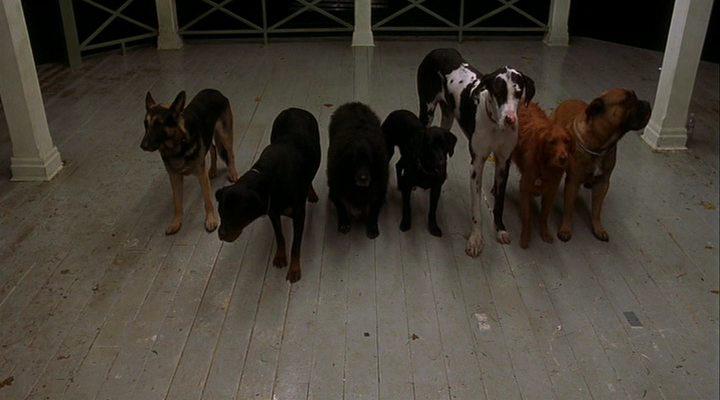 Кадр из фильма Собачий парк / Dog Park (1998)