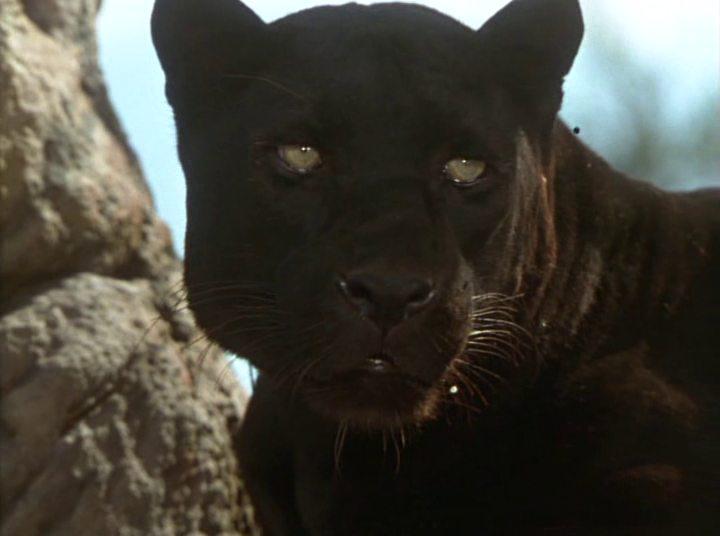 Кадр из фильма Книга джунглей: История Маугли / The Jungle Book: Mowgli's Story (1998)