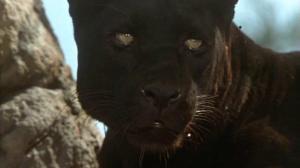 Кадры из фильма Книга джунглей: История Маугли / The Jungle Book: Mowgli's Story (1998)