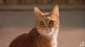 Кадры из фильма Кошки против собак / Cats & Dogs (2001)