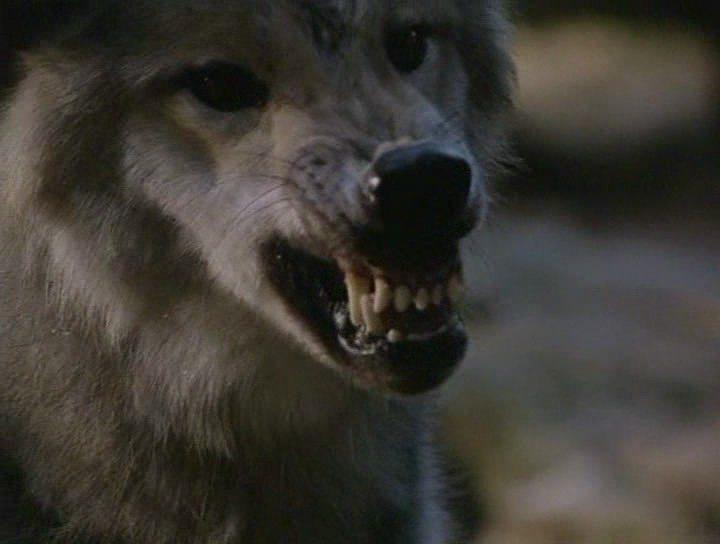 Кадр из фильма Серебряный волк / Silver Wolf (1999)