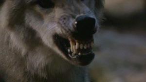 Кадры из фильма Серебряный волк / Silver Wolf (1999)
