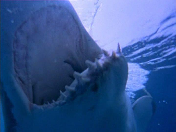 Кадр из фильма Акулы 2 / Air Jaws: Sharks of South Africa (2001)