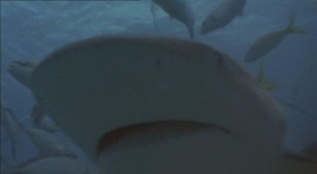 Кадр из фильма Кровавый серфинг / Krocodylus (2000)