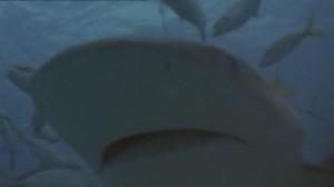 Кадры из фильма Кровавый серфинг / Krocodylus (2000)