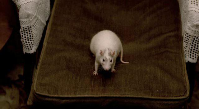Кадр из фильма Мистер Крыс / Rat (2000)