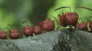 Кадры из фильма Букашки. Приключение в Долине муравьев / Minuscule - La vallée des fourmis perdues (2014)