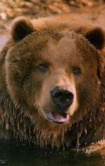 фото медведь Барт