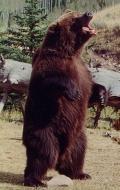 фото медведь Броди